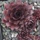 Sempervivum ESPAROS