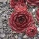 Sempervivum LOU BASTIDOU