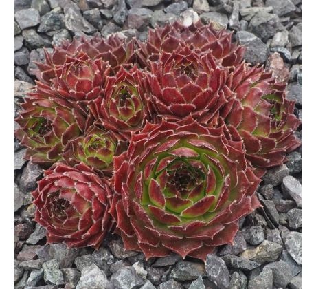 Sempervivum INFINITY