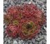 Sempervivum INFINITY