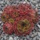 Sempervivum INFINITY