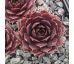 Sempervivum POOLLICHT