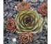 Sempervivum SEERÖSCHEN
