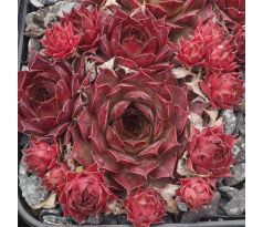 Sempervivum DOLFIJN