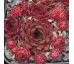 Sempervivum DOLFIJN