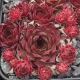Sempervivum DOLFIJN