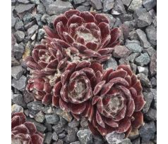 Sempervivum VELVETEEN