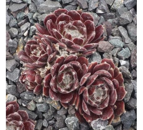 Sempervivum VELVETEEN
