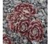 Sempervivum VELVETEEN