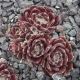 Sempervivum VELVETEEN