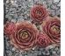 Sempervivum SHANNON LOUISE