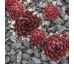 Sempervivum ADRIEL