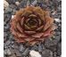 Sempervivum AGEET
