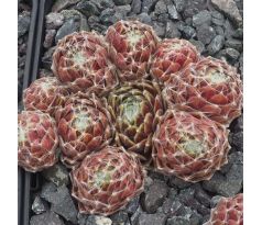 Sempervivum WEISSE HOCHZEIT