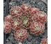 Sempervivum WEISSE HOCHZEIT