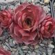 Sempervivum LYNN