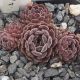 Sempervivum XAVIERA