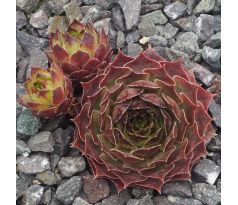 Sempervivum LUMONISTY