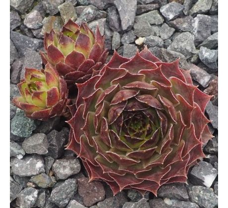 Sempervivum LUMONISTY