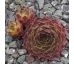 Sempervivum LUMONISTY
