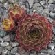 Sempervivum LUMONISTY