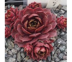 Sempervivum SART