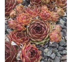 Sempervivum ERNEST HOPWORTH NO.1