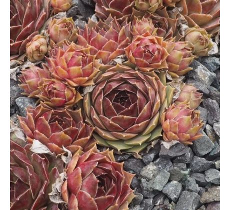 Sempervivum ERNEST HOPWORTH NO.1