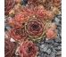Sempervivum ERNEST HOPWORTH NO.1