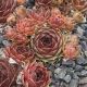 Sempervivum ERNEST HOPWORTH NO.1