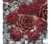 Sempervivum MARLAND RUBY