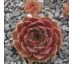 Sempervivum LENNIK`S GLORY