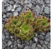 Sempervivum LIANA