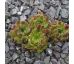 Sempervivum LIANA
