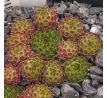 Sempervivum SILVER KING