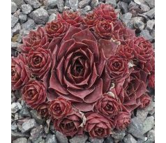 Sempervivum LITTLE ROSEBUD