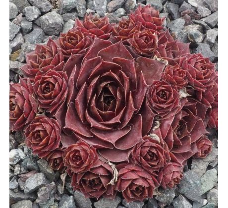 Sempervivum LITTLE ROSEBUD