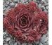Sempervivum LITTLE ROSEBUD