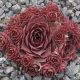 Sempervivum LITTLE ROSEBUD