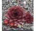 Sempervivum SHINY RED