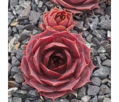 Sempervivum ALESIA
