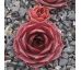 Sempervivum ALESIA