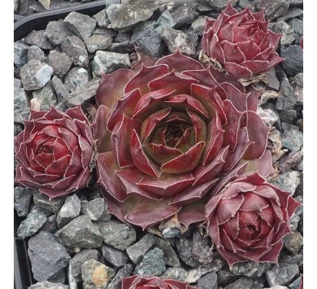Sempervivum ENKOK