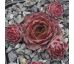Sempervivum ENKOK