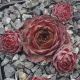 Sempervivum ENKOK