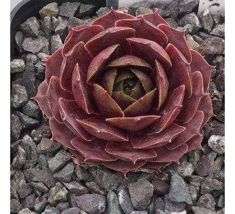 Sempervivum EXQUISITE