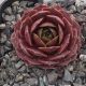 Sempervivum EXQUISITE