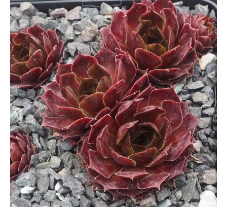 Sempervivum APPELGROEN
