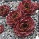 Sempervivum APPELGROEN