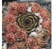 Sempervivum PLEIADE